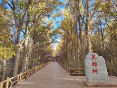 -金塔沙漠胡杨林景区