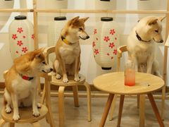 -柴迷FANS CLUB·柴犬狗咖·猫咖