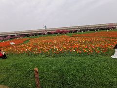 -秀丽东方