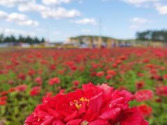 -莲花山花海