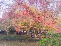 -秋霞圃