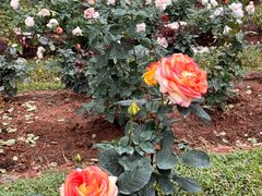 -人民公园(罗湖区)