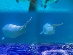 -珠海长隆海洋王国