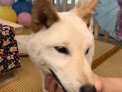 -柴迷FANS CLUB·柴犬狗咖·猫咖