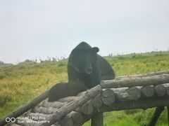 -黑瞎子岛探秘野熊园