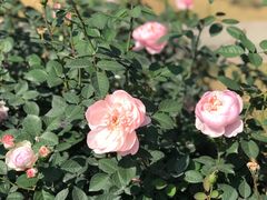 -人民公园(罗湖区)