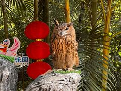 -广州长隆飞鸟乐园