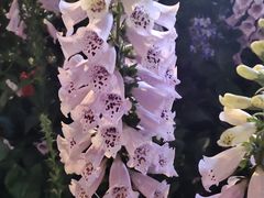 -野妹火锅(南园店)