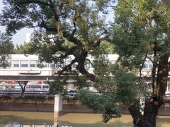 -广东胜利宾馆西关粤中餐厅