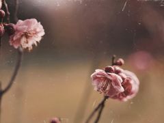 -蜀冈西峰生态公园