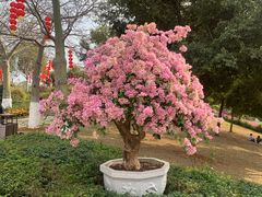 -东莞植物园