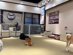 -逗柴咖啡屋·狗咖猫咖宠物桌游