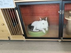 -御宝贝·A梦猫科宠物医院(国际猫友好医院)