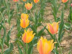 -郑州中国绿化博览园