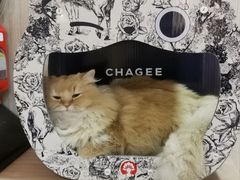 -MOCHA明星猫咖(田子坊店)
