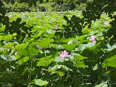 -南通洲际绿博园