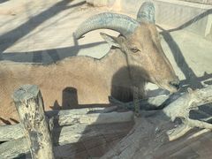 -北京动物园-畅观楼