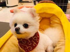 -菲尔斯特宠物医院