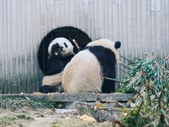 -卧龙中华大熊猫苑神树坪基地