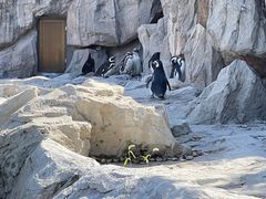 -上海野生动物园