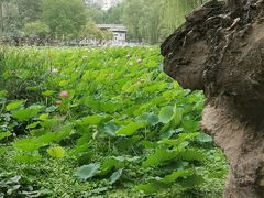 -莲湖公园