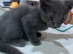 -萌兽医馆·宠物医院·猫骨科(创景店)