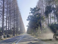 -黄海国家森林公园