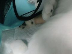 -关爱动物医院·心脏·中兽医·异宠(金牛路分院)