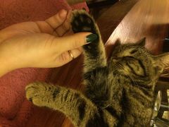 猫色咖啡-猫色咖啡·猫咖