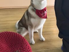 -Husky Go! 哈士奇体验馆·宠物咖啡厅狗咖