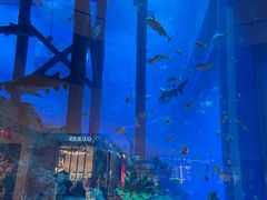 -迪拜水族馆及水下动物园