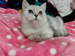 -lincat·猫舍(广州店)