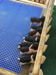 -萌宠亲子动物乐园(槐房万达店)