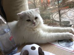 -猫和宫(六道口店)
