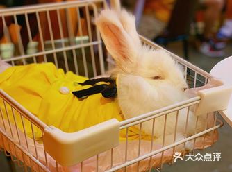 成都第一家安哥拉巨兔体验店