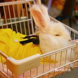 成都第一家安哥拉巨兔体验店
