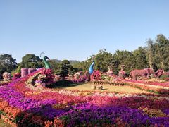 -东南花都花博园
