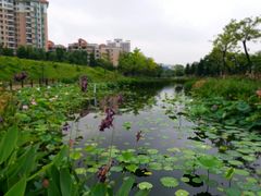 -映月湖公园