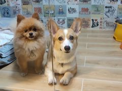 -宠物之家Pets Home 宠物寄养酒店