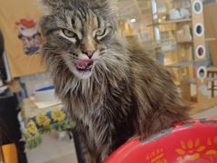 -平行世界·猫咖(首经贸店)