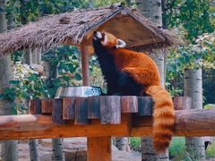 -北京野生动物园