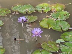 -曼听御花园