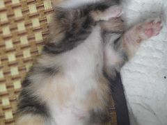 -纳吉亚猫专科动物医院博雅分院
