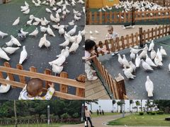-野狸岛