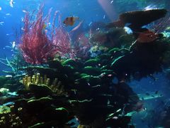 -迪拜帆船酒店海底餐厅