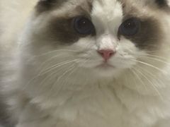 -唐小姐の猫狗洗护·购宠旗舰店(周浦万达店)