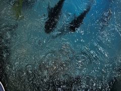 -旭龙鱼头王(航华店)