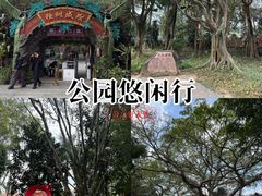 -瑞丽独树成林风景区