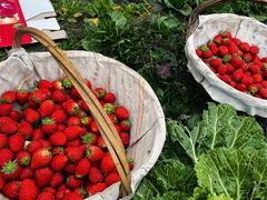 -小鱼草莓采摘园农家乐·小鱼餐厅