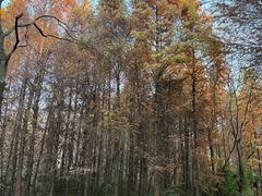 -溱湖国家湿地公园